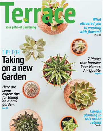 Terrace Magazine